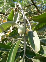 سنجد (روسی) - Elaeagnus angustifolia